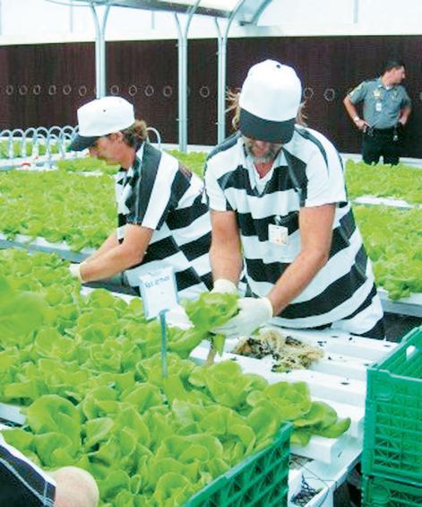 Βϋβαια, το Α και το Ψ τησ υδροπονύασ εύναι το πώσ θα δημιουργηθεύ μια ςωςτό ςυνταγό θρϋψησ. Αν μπει κϊτι λϊθοσ, καταςτρϋφεται το φυτϐ και χϊνεται ϐλη η παραγωγό.