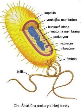 Prokaryotická bunka nepravé jadro (nukleoid), Plazmidy