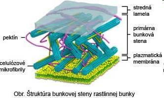 Štruktúry typické pre rastlinné bunky Bunková stena: štruktúra - Pektíny -