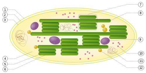 Chloroplast 1. vonkajšia membrána 2. Periplazmatický priestor 3. vnútorná membrána 4. stróma (vodný roztok) 5. lumen (dutina) tylakoidu 6.
