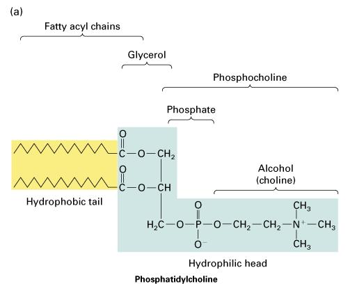 Lipidy -