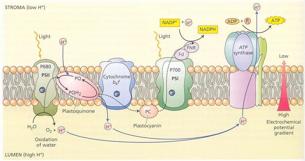 Prenos elektrónov a protónov v tylakoidnej membráne 4hν
