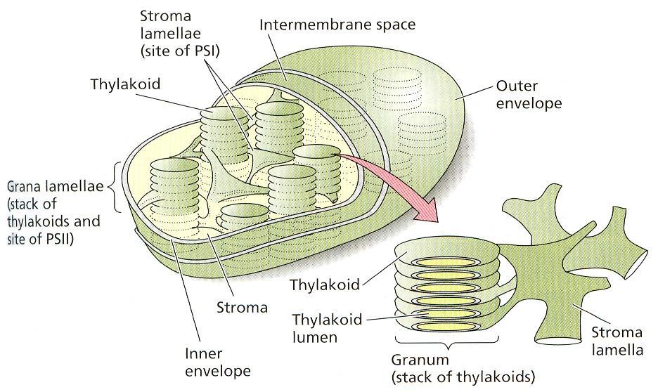 Chloroplasty Fotosyntetickým aparátom v prokaryotických bunkách fotosyntetizujúcich baktérií a siníc sú špecializované membrány neohraničené od základnej cytoplazmy.