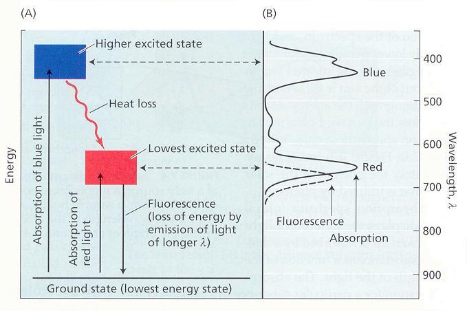 Obr. 4 Absorpcia a emisia svetla chlorofylmi. (A) diagram hladín energie; (B) spektrá absorpcie a fluorescencie Emisiou fotónu fluorescenciou sa môže elektrón vrátiť do základného stavu.
