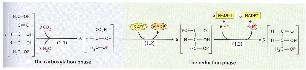 Prvú, karboxylačnú reakciu katalyzuje ribulóza 1,5-bisfosfát karboxyláza-oxygenáza (rubisko). Rubisko je enzým zodpovedný za fixáciu 200 biliónov ton CO 2 ročne.