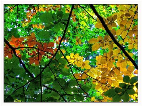 Listová mozaika, rozloženie listových čepelí tak aby absorbovali čo najviac z dopadajúceho žiarenia. Obr. 20 Listová mozaika Svetlo dopadajúce na povrch rastlín je tok fotónov.