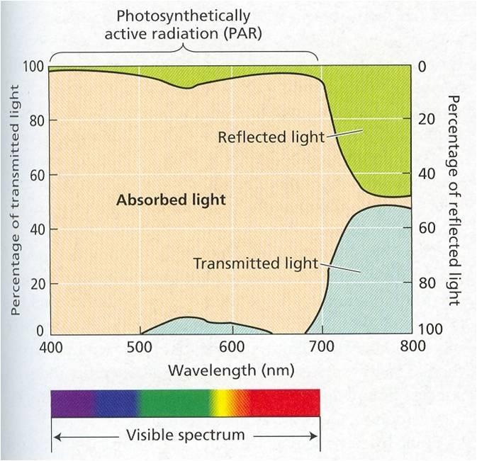 Obr. 22 Absorpcia, prepúšťanie a odrážanie podľa kvality svetla Kvantita - pri veľmi nízkej intenzite žiarenia prevažuje dýchanie nad fotosyntézou.