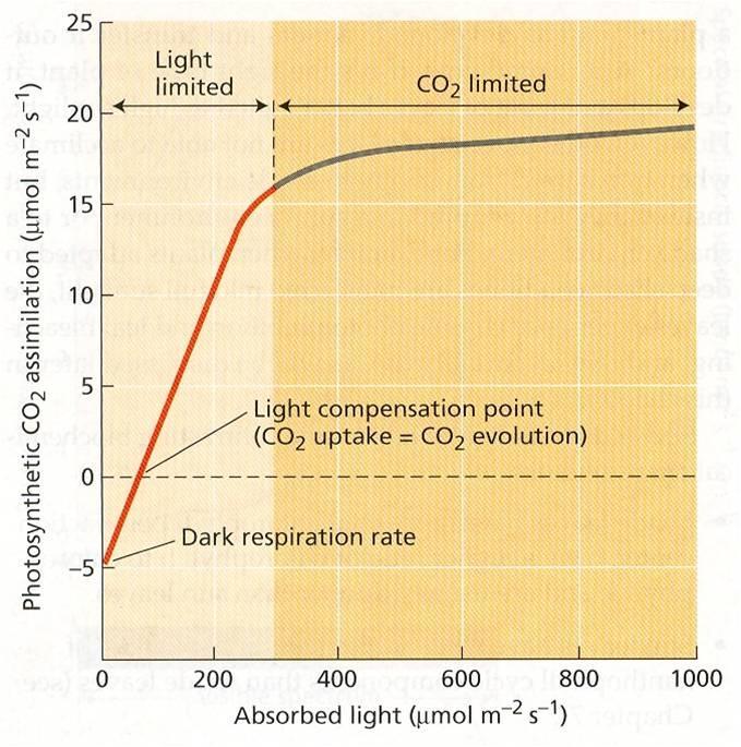 Ďalším zvyšovaním intenzity žiarenia sa zvyšuje výkon fotosyntézy až po bod svetelného nasýtenia. Zvyšovanie kvantity radiácie nad bod svetelného nasýtenia nemá vplyv na rýchlosť fotosyntézy.