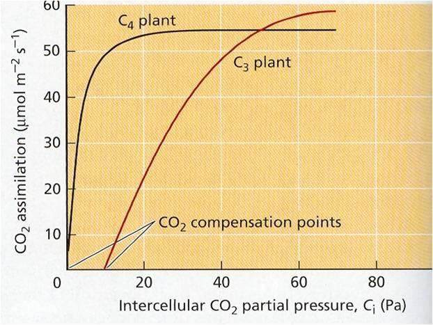 Zvyšovanie koncentrácie CO 2 do 3 až 5 % v atmosfére pozitívne ovplyvňuje fotosyntézu, ak nie sú iné faktory limitujúce. Obr.