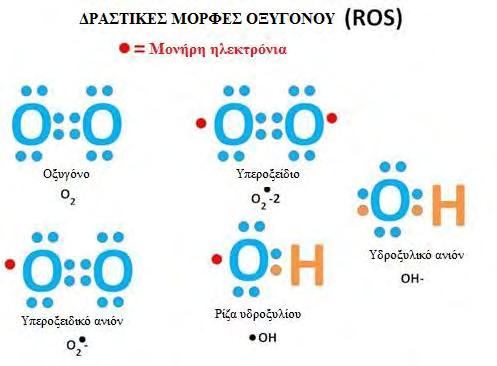 Εικόνα 4: Ασύζευκτα ηλεκτρόνια στις δραστικές μορφές οξυγόνου9(ros). 1.