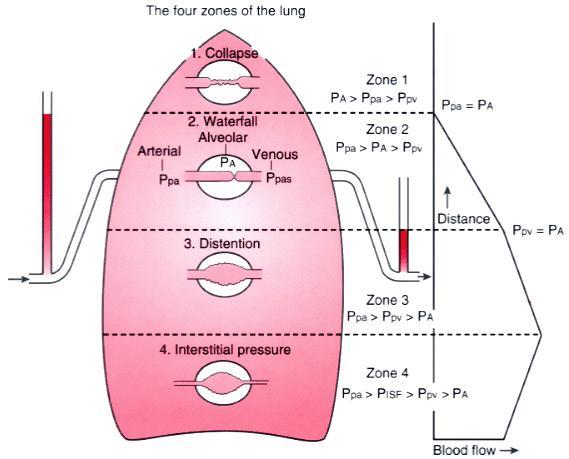 31 Εικόνα 1.2: Η κατανομή της αιμάτωσης των πνευμόνων (ζώνες κατά West). Χαμηλότερα (ζώνη II), η τριχοειδική πίεση εισόδου P a είναι μεγαλύτερη της περιβάλλουσας κυψελιδικής P A.