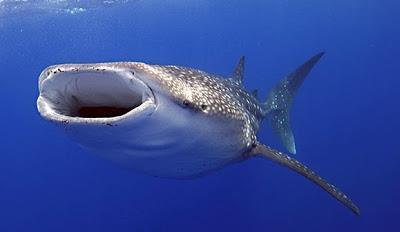 Β. ένας χάρτης. Γ. ένας καθρέφτης. Κείμενο 2 Ο μεγαλύτερος καρχαρίας που πιάστηκε στην Μεσόγειο έχει μήκος 6.5 μέτρα και τρώει μόνο μικροοργανισμούς.