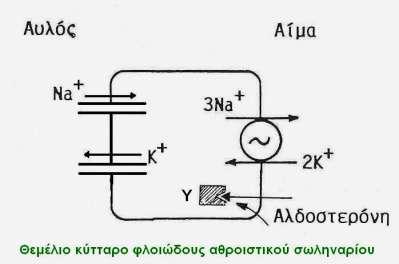 Επαναρρόφηση νατρίου Στο αθροιστικό σωληνάριο 2-3% του διηθούμενου Είσοδος στο κύτταρο παθητικά (με έξοδο K + ) Είσοδος στο αγγείο με την Na + - K + - ATPαση Η