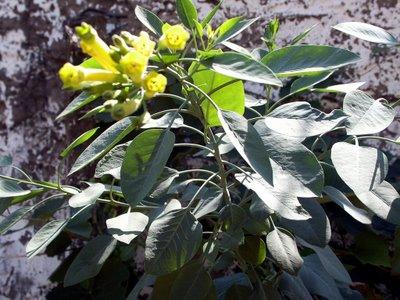 1.4.2 Βοτανικά χαρακτηριστικά Nicotiana glauca Το φυτό Nicotiana glauca ανήκει στην ομάδα των δικοτυληδόνων και στην οικογένεια Solanaceae. Είναι αυτοφυές στη Βολιβία, στην Αργεντινή, Ν.