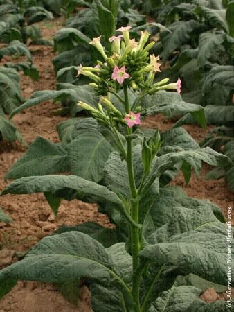 Τα είδη ζιζανίων Amaranthus σπάνια υπάρχουν σε αµιγείς πληθυσµούς ενός είδους. Συνήθως σε έναν αγρό υπάρχουν πολλά είδη και µπορούν να διακριθούν καλά µόνο στο στάδιο των ωρίµων φυτών.