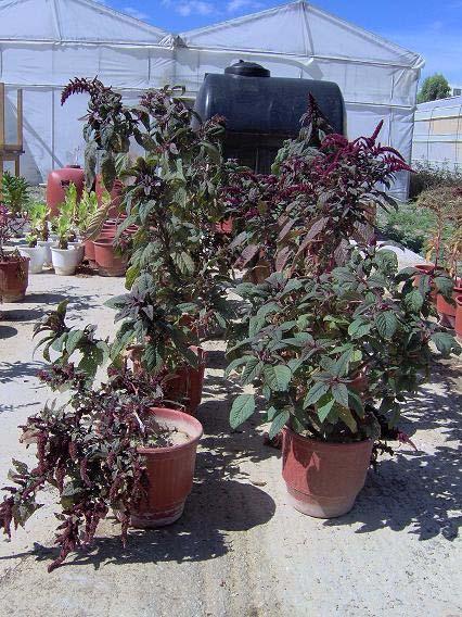 Εικόνα 2.8: Ανάπτυξη του φυτού Nicotiana tabaccum σε γλάστρες Μετά τη μεταφορά των γλαστρών στην ύπαιθρο, ακολούθησε η ομαδοποίηση τους.