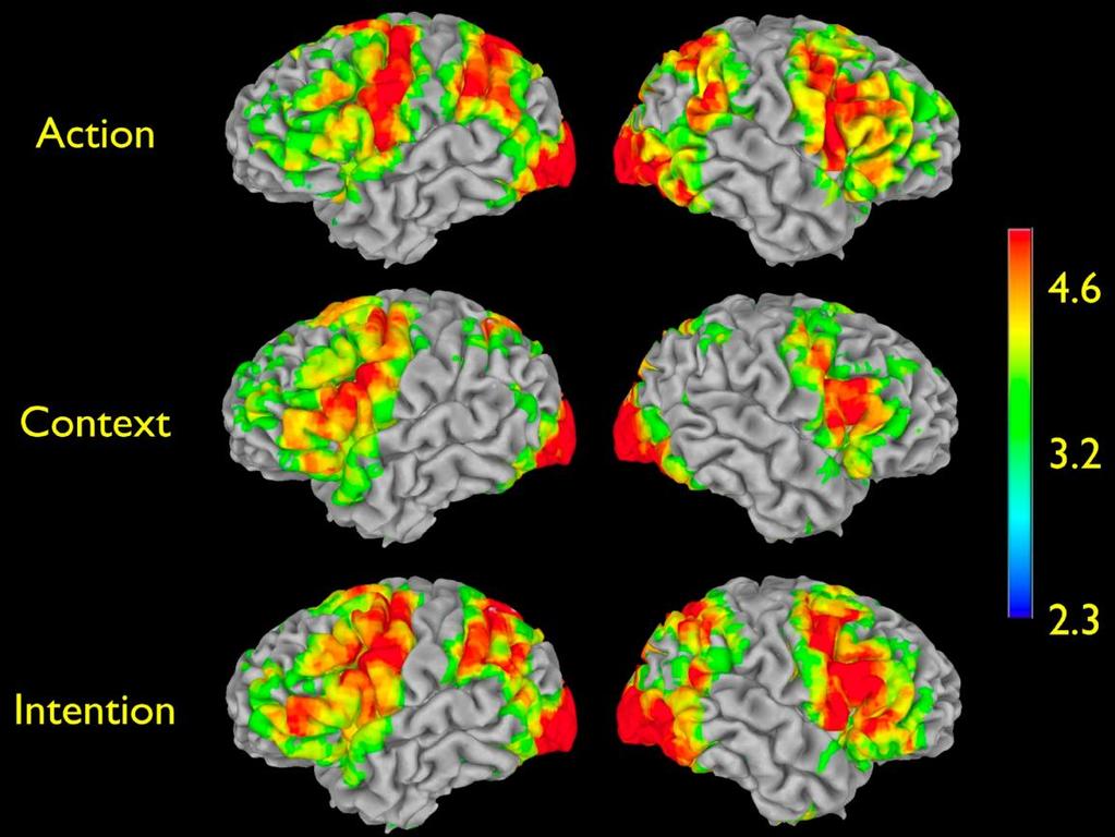 Actions embedded in contexts, compared with the other two conditions, yielded a significant signal increase in the posterior part of the inferior frontal gyrus and the adjacent sector of the ventral