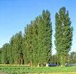 Topoľ (Populus sp. L.