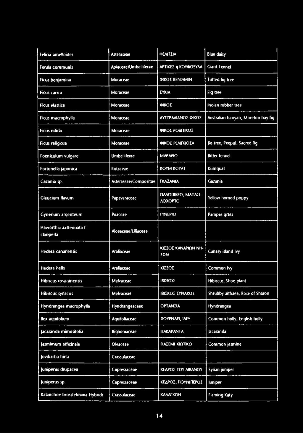 Moraceae ΦΙΚΟΣ ΡΕΛΙΓΚΙΟΣΑ Bo tree, Peepul, Sacred fig Foeniculum vulgare Umbelliferae ΜΑΡΑΘΟ Bitter fennel Fortunella japónica Rutaceae ΚΟΥΜ ΚΟΥΑΤ Kumquat Gaza nia sp.
