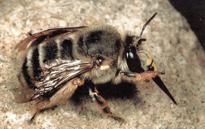 Εικόνα 8. Μέλισσα Anthophora fulvitarsis, με χαρακτηριστικά μεγάλη προβοσκίδα Ο τρόπος συλλογής της γύρης διαφέρει στα διάφορα είδη μελισσών (O' Toole & Raw, 99) (Εικόνα 9).