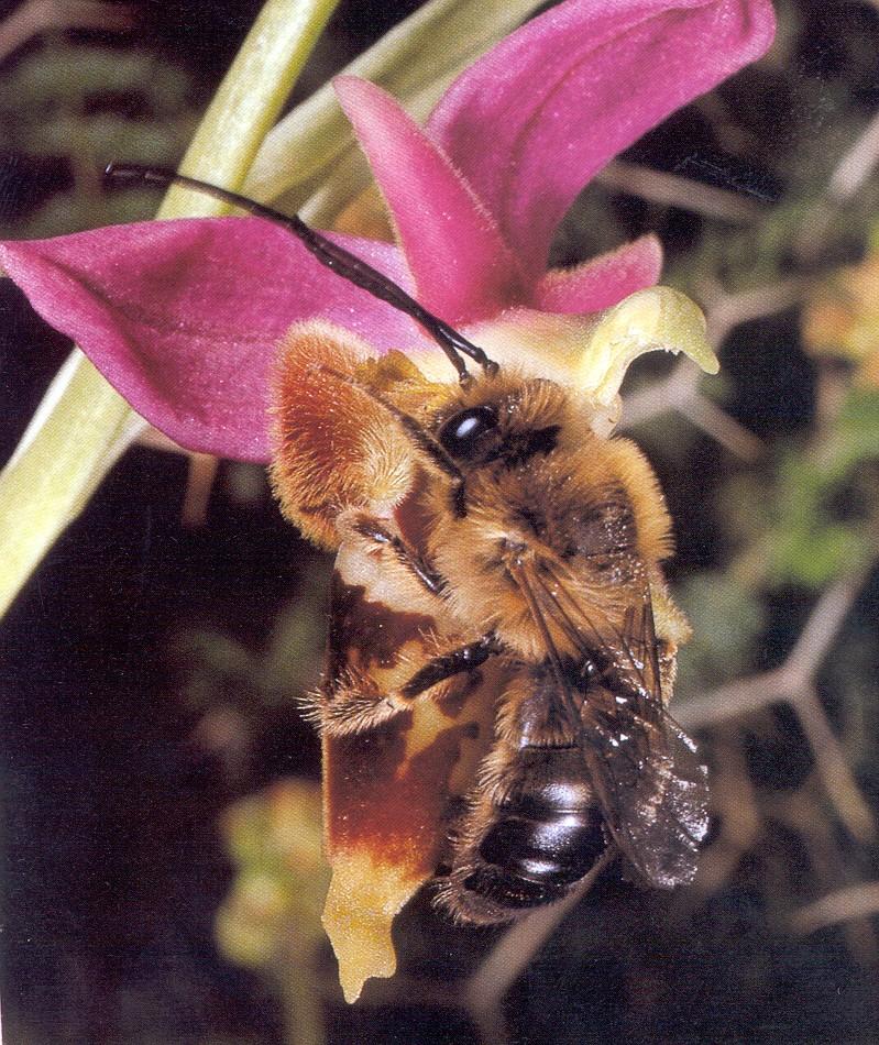 μελισσών όπως και τα κοινωνικά είδη προσθέτουν νέκταρ από τον πρόλοβό τους στη γύρη για να την κάνουν περισσότερο κολλώδες και εύκολη στη μεταφορά.
