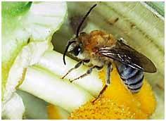 Είναι επίσης γνωστό, ότι οι βομβίνοι, οι Nomia και οι Megachile είναι εύτροποι επισκέπτες των Ψυχανθών και αυτό γιατί μπορούν να θέσουν σε λειτουργία το μηχανισμό