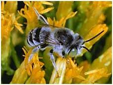 Η κοινή μέλισσα δεν είναι τόσο αποτελεσματική στην πρακτική αυτή γιατί ο μηχανισμός εκτίναξης και ελευθέρωσης των αναπαραγωγικών οργάνων του άνθους της δημιουργεί