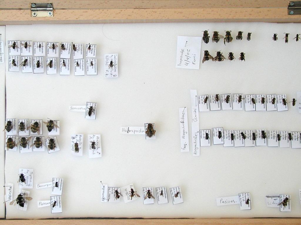 Η υπο-οικογένεια Colletinae περιλαμβάνει μετρίου μεγέθους έντομα που κατασκευάζουν τη φωλιά τους στο έδαφος.