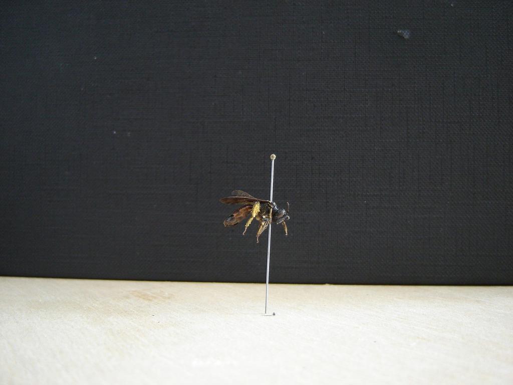 Εικόνα 5. (α) Αndrena thorasica, (β) Andrena skita Πολλά είδη της υπο-οικογένειας Panurginae είναι σχεδόν χωρίς τρίχες και έχουν ευδιάκριτα κρεμμώδη και κίτρινα σημάδια στο σώμα τους.