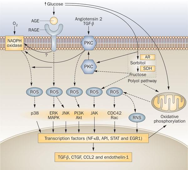 Οξειδωτικό stress 8-OHdG ( 8- υδροξυ-δεοξυ-γουανοσίνη) Πεντοσιδίνη Ουρικό οξύ Ενδοθηλιακή δυσλειτουργία