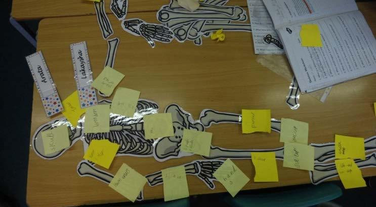 Αναπτύσσοντας το ταξίδι της μάθησης 4: Κύκλος δραστηριοτήτων (συνέχεια) Δραστηριότητα 3: Τα παιδιά έβαλαν τα μέρη του σκελετού σε ένα τραπέζι συγκρίνοντας με το σώμα του συμμαθητή τους και το μοντέλο