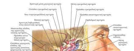 3. Η χοριοειδής αρτηρία: η οποία διανέμεται στο χοριοειδές ιστίο της πλάγιας κοιλίας 4.