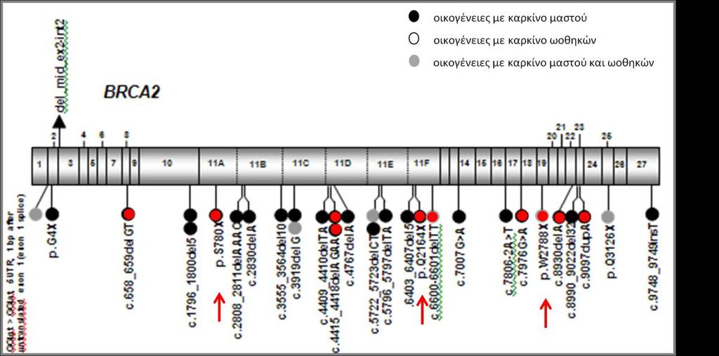 Σχήμα 19. Συνοπτική εικόνα των μεταλλάξεων που έχουν ανιχνευθεί στο γονίδιο BRCA2 στον Ελληνικό πληθυσμό. Κάθε κύκλος παριστάνει μια οικογένεια που φέρει μετάλλαξη.