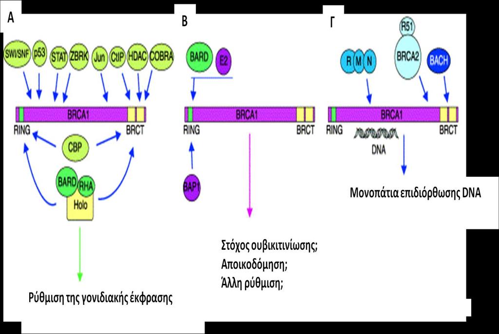 Σχήμα 4. Ομαδοποίηση με βάση τη λειτουργία της BRCA1: (A) Μεταγραφή και έλεγχος της δομής της χρωματίνης, (B) ουβικιτινίωση και (Γ) επιδιόρθωση του DNA.