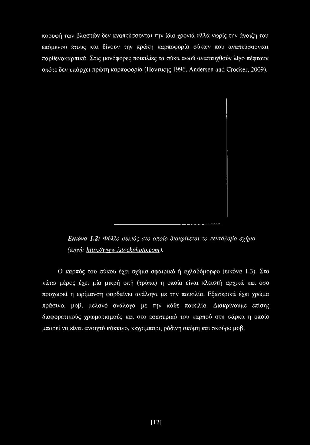 Στις μονόφορες ποικιλίες τα σύκα αφού αναπτυχθούν λίγο πέφτουν οπότε δεν υπάρχει πρώτη καρποφορία (Ποντικής 1996, Andersen and Crocker, 2009).