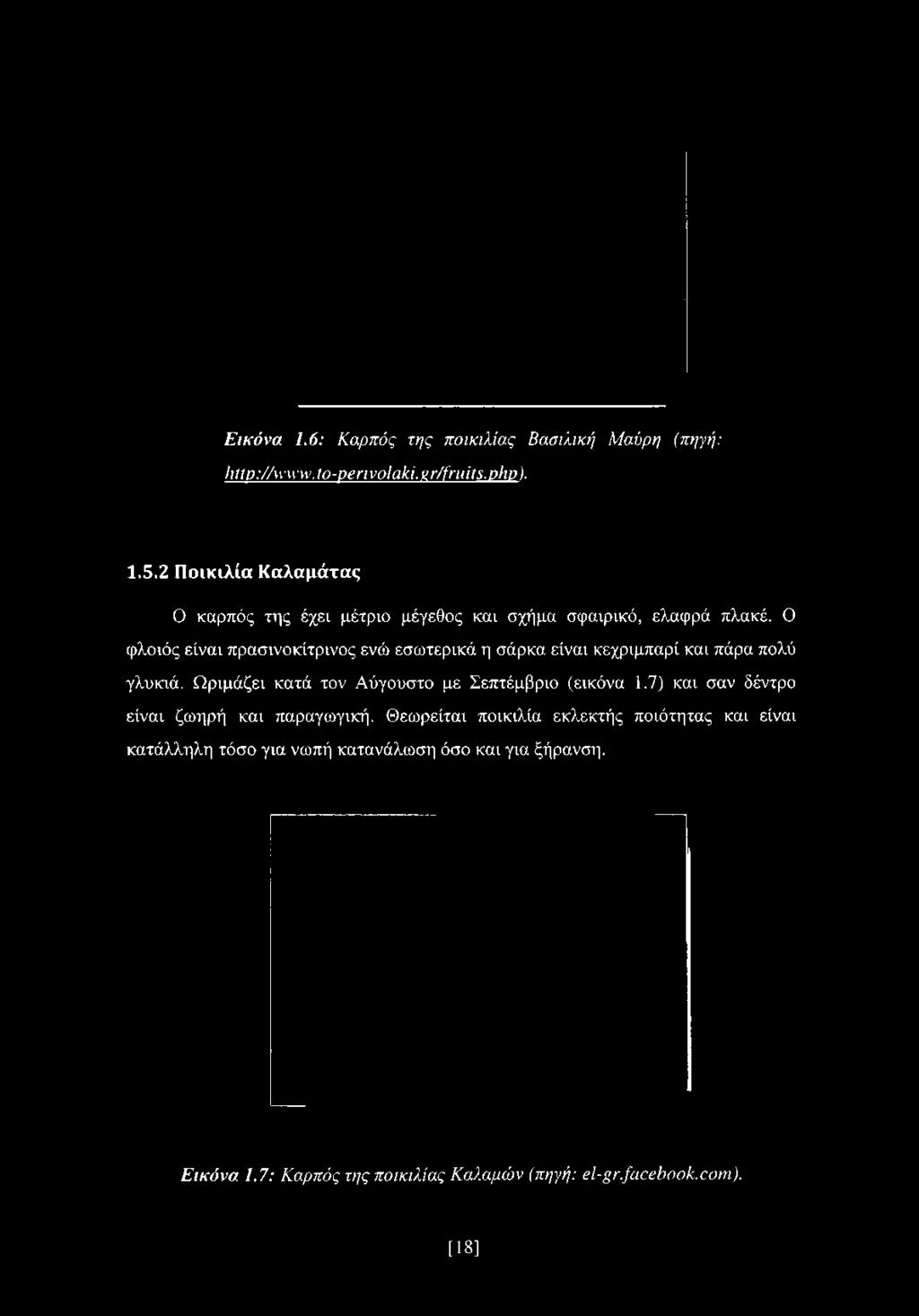 2 Ποικιλία Καλαμάτας Ο καρπός της έχει μέτριο μέγεθος και σχήμα