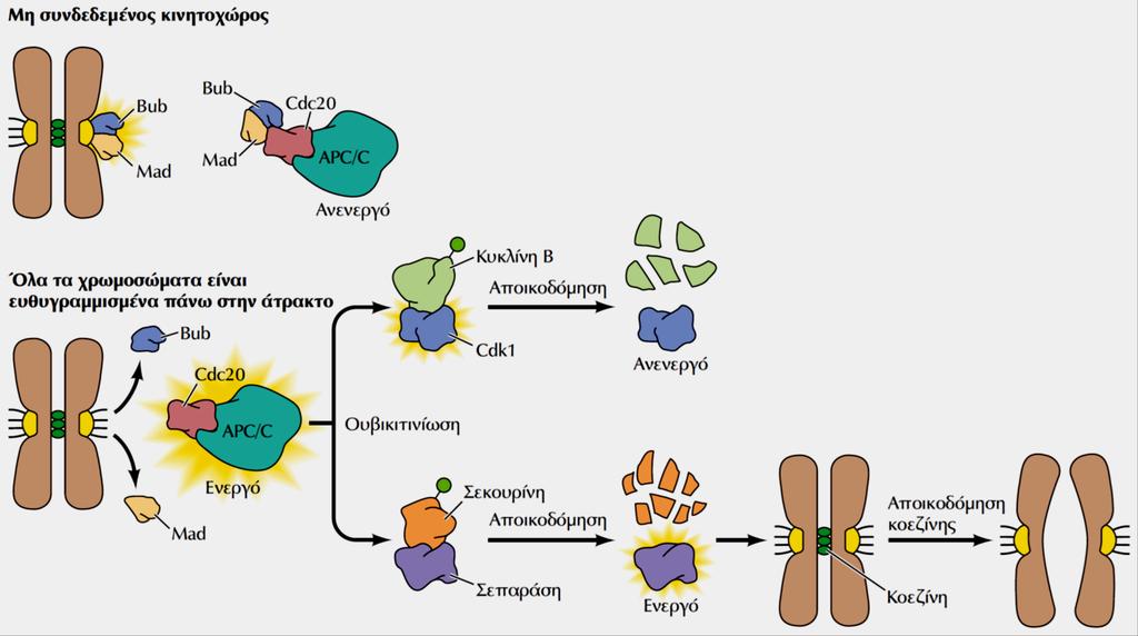 Ο μηχανισμός μετάβασης στην Ανάφαση μέσω APC/C - Σε μη-σύνδεση κινητοχώρων/μικροσωλήνων οι Mad & Bub συγκροτούν ενεργό σύμπλοκο που: προσδένεται στην Cdc20, αναστέλλει το APC/C & προκαλεί στάση στην