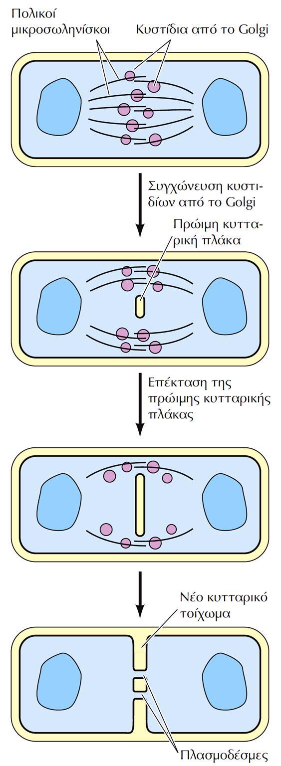 Η Κυτταροκίνηση στα ΦΥΤΙΚΑ ΚΥΤΤΑΡΑ -Ο μηχανισμός Κυτταροκίνησης είναι διαφορετικός στα ανώτερα φυτά -Τα θυγατρικά κύτταρα δεν διαχωρίζονται με συσταλτό δακτύλιο, αλλά σχηματίζουν νέα κυτταρικά