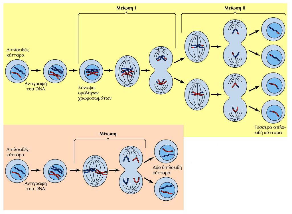 ΜΕΙΩΣΗ & ΓΟΝΙΜΟΠΟΙΗΣΗ -Με το κυτταρικό κύκλο, η Μίτωση των σωματικών κυττάρων οδηγεί σε δύο διπλοειδή (2xn) θυγατρικά κύτταρα -Η Μείωση είναι ιδιαίτερος κυτταρικός κύκλος, όπου παράγονται απλοειδή