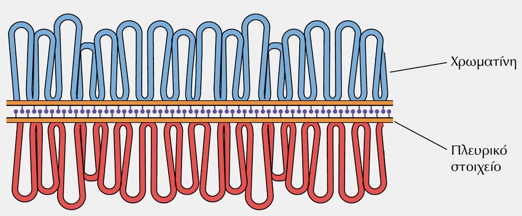 Η διαδικασία της Μείωσης - Γ Αναφορικά με τον Χρωμοσωμικό Ανασυνδυασμό: -Ο Χρωμοσωμικός Ανασυνδυασμός συμβαίνει με υψηλή συχνότητα, μέσω δίκλωνων ρήξεων DNA -Οι ΡΗΞΕΙΣ DNA συμβαίνουν σε πρώϊμο στάδιο