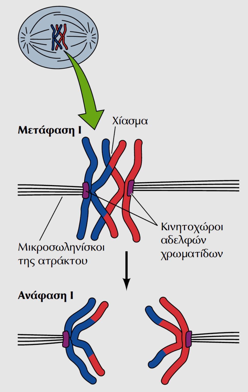 Η διαδικασία της Μείωσης - Ε Στη Μετάφαση Ι 1.