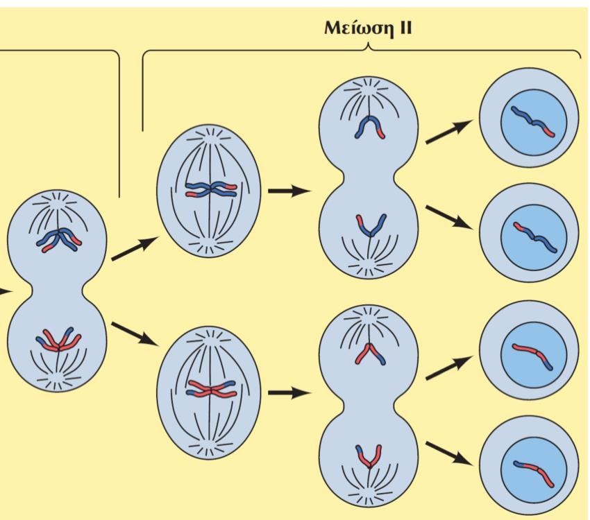 των αντίθετων πόλων της ατράκτου Η διαδικασία της Μείωσης - Z Η Μείωση ΙΙ: - αρχίζει αμέσως μετά την κυτταροκίνηση & πρίν την πλήρη αποσυμπύκνωση των χρωμοσωμάτων - μοιάζει με τη ΚΑΝΟΝΙΚΗ ΜΙΤΩΣΗ: τα