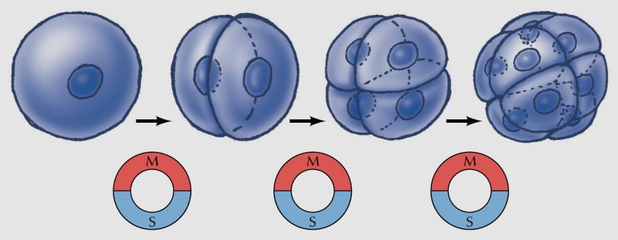 εύκολο πειραματικό χειρισμό Η Μείωση των περισσότερων ειδών ωοκυττάρων ρυθμίζεται σε 2 σημεία του κυτταρικού κύκλου: Η ρύθμιση στο 1 ο Σημείο: η ορμονική διέγερση - Η ρύθμιση γίνεται κατά την