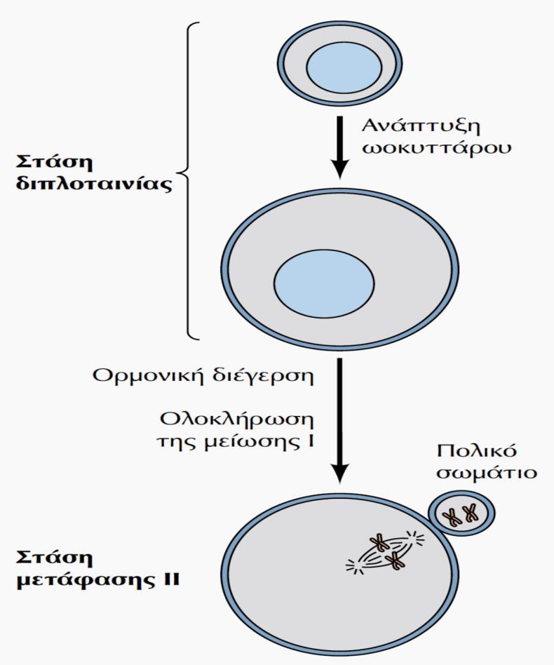 Η Ρύθμιση της Μείωσης στα Ωοκύτταρα - II Ο ρόλος της προγεστερόνης - Στα σπονδυλωτά (ποντικός, άνθρωπος) η Mείωση I συνεχίζεται ως απόκριση σε ορμονική διέγερση από Προγεστερόνη και ολοκληρώνεται