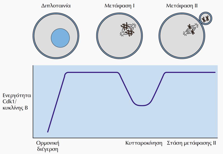 Η Ρύθμιση της Μείωσης στα Ωοκύτταρα - IIΙ Η ρύθμιση στο 2 ο Σημείο: το σύμπλοκο Cdk1/κυκλίνης Β -Όπως η φάση Μ, έτσι και η Μείωση των ωοκυττάρων ρυθμίζεται από το σύμπλοκο Cdk1/κυκλίνης Β -Η ρύθμιση