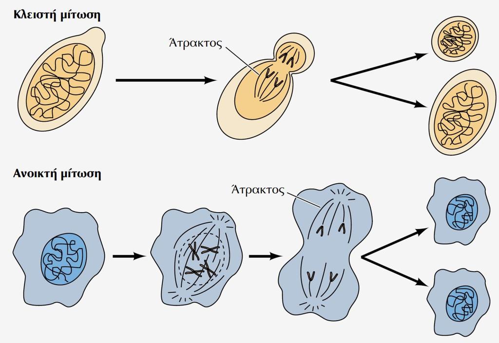 Τύποι Μίτωσης σε Ευκαρυωτικούς οργανισμούς -Ωρισμένοι μονοκύτταροι οργανισμοί (π.χ. Ζυμομύκητες) παρουσιάζουν Κλειστή Μίτωση Στη Κλειστή Μίτωση: 1. Ο Πυρηνικός φάκελλος διατηρείται ανέπαφος 2.