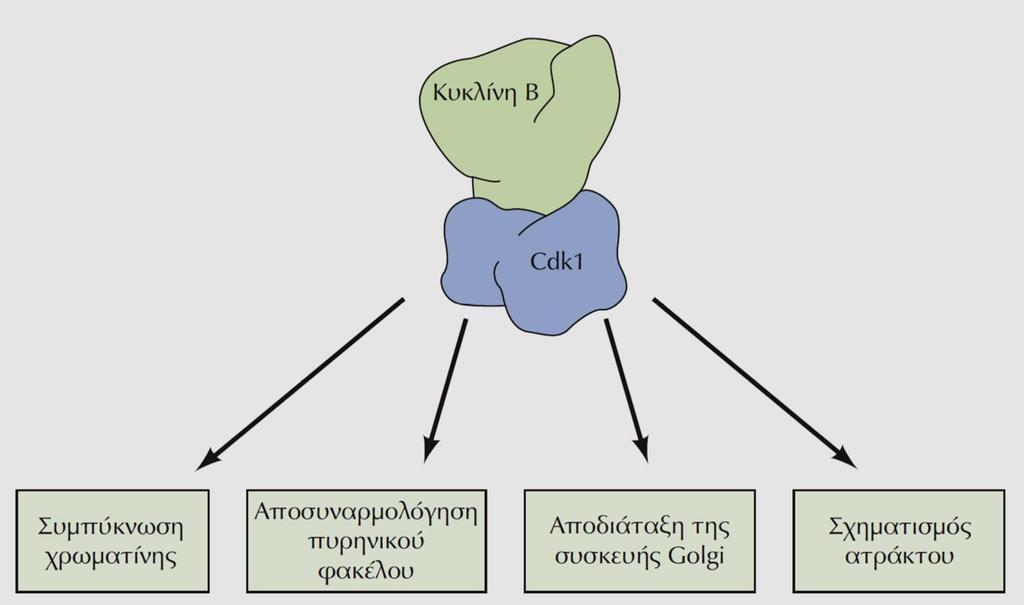 Το σύμπλοκο Cdk1/Κυκλίνης Β (MPF) & η Πρόοδος της Μίτωσης -Στη Μίτωση ολόκληρη η κυτταρική δομή αλλάζει και αναδιοργανώνεται -Όλες οι αλλαγές ξεκινούν με την ενεργοποίηση της πρωτεϊνικής κινάσης