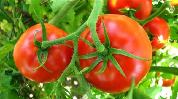 ΤΟΜΑΤΑ Solanum lycopersicum Εικ.1 Φυτό τομάτας (πηγή διαδίκτυον) Η τομάτα, ή διαφορετικά ντομάτα, είναι φυτό ετήσιο με θαμνώδη μορφή που βγάζει πολλούς πλευρικούς βλαστούς.
