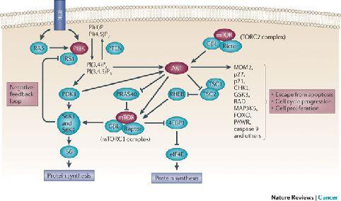 1.3. Akt κινάση Η κινάση σερίνης/θρεονίνης, Akt (ή αλλιώς πρωτεΐνη κινάση Β, protein kinase B, PKB) έχει σηµαντικό ρόλο σε πολλές κυτταρικές λειτουργιές, όπως στην πρωτεινοσύνθεση, τον µεταβολισµό,