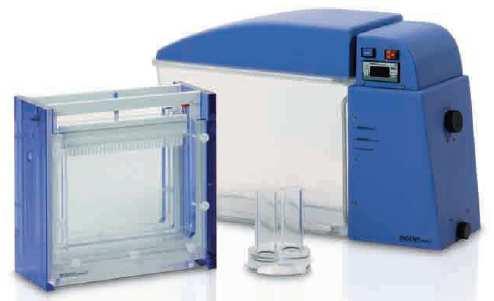 πραγµατοποιήθηκε στα 100V. Για τη δεύτερη PCR αντίθετα πραγµατοποιήθηκε πηκτή αγαρόζης 1,5% και φορτώθηκαν 5µl προϊόντος PCR.